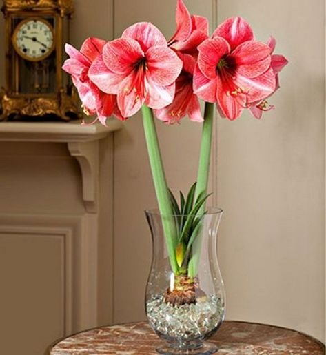 Garden Bulbs, Growing Flowers Indoors, Bulbs In Water, Amaryllis Plant, Growing Bulbs, Indoor Water Garden, Amaryllis Flowers, Amaryllis Bulbs, Indoor Flowers