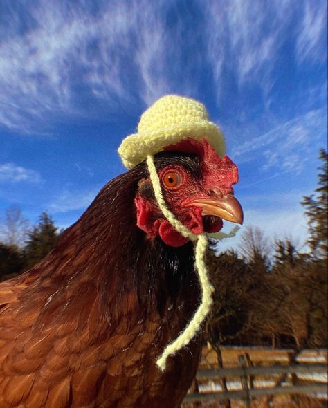 Crochet Chicken Hat, Pictures Of Chickens, Silly Chickens, Chicken Photos, Chicken Aesthetic, Chicken Animal, Chicken Hats, Chicken Pictures, Crochet Chicken