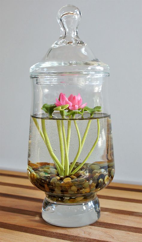 Indoor Water Lily, Lotus Diy Crafts, Indoor Lotus Plant, Lotus Terrarium, Lotus Diy Decor, Lotus Indoor, Easy Terrarium, Lily Decor, Plant In Water