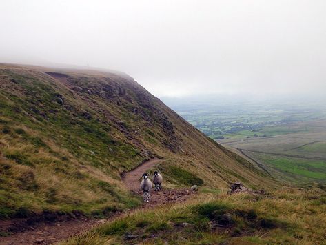 Hiking Routes, Nature, Summer Bucket Lists, Pendle Hill, Explorer Map, Yorkshire Dales, England And Scotland, Green Fields, Green Landscape