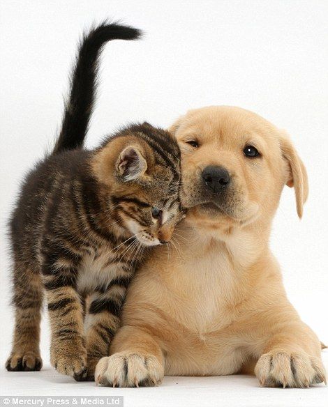 Yellow Labrador Puppy, Dog Cat Pictures, Tabby Kitten, 강아지 그림, Yellow Labrador, Puppy Photos, Labrador Puppy, Kittens And Puppies, Dog Wallpaper