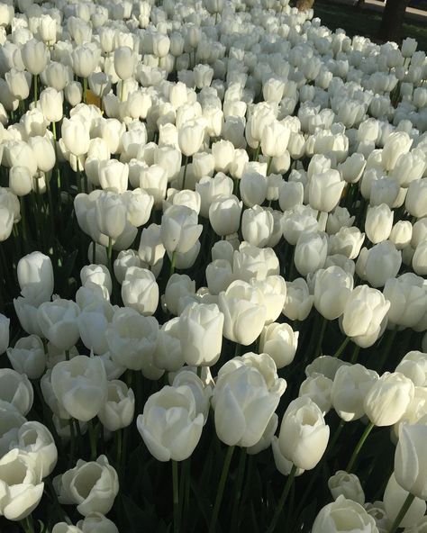 Photoland on Instagram: “Beautiful White Tulips🤍 #tulips #whitetulips #flowers” Collage, Tulips, Flowers White Tulips, White Tulip, White Tulips, Light Hair, Do Love, White Flowers, Grapes