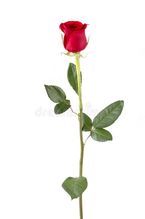 Plants, Rose Stem, Single Rose, Red Rose, Red