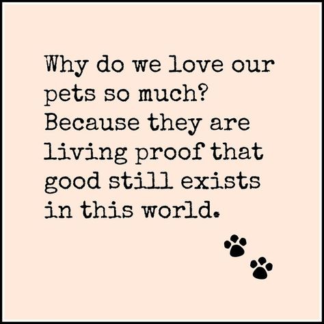 Dog Quotes, Humour, Quotes About Pets Being Family, Dogs Purpose Quotes, Love Dog Quotes, Animal Lover Quotes, Colorful Hairstyles, Dog Quotes Love, Animal Quotes