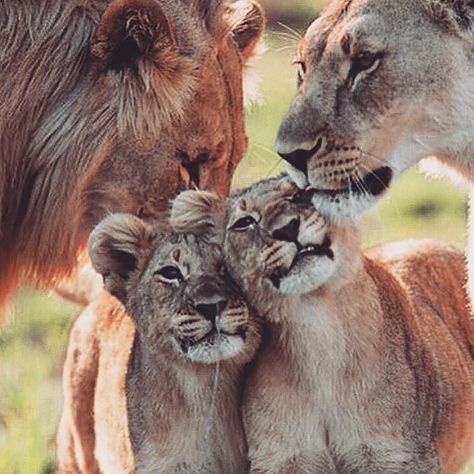 👑Lions👑 on Instagram: “Family love Follow 👉 @lions.snow page of kings 👑🦁👑 👑 🦁 .🐾 .🐾 .🐾 .🐾 #lion #lions #lioness #safari #lionking #bigcats #bigcat #africanamazing…” Cubs Wallpaper, Big Cat Family, Block Puzzle Game, Lion Couple, Lion Family, I Want A Baby, Block Puzzle, Ice Block, Lion Love