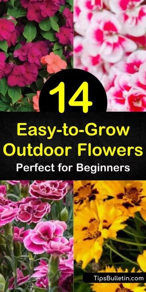 Take a look at these easy to grow outdoor flowers that are perfect for beginning gardeners. Learn which plants attract hummingbirds and which are drought-tolerant. Discover how to grow stunning flowers like daylilies or coneflower. #easy #grow #outdoor #flowers Easy To Grow Flowers, Easiest Flowers To Grow, Growing Cut Flowers, Stunning Flowers, Attract Hummingbirds, Flower Garden Design, Outdoor Flowers, Backyard Inspiration, Gardening Advice