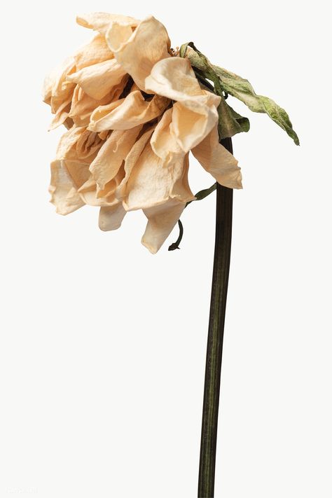 Dried tulip flower design element | free image by rawpixel.com / KUTTHALEEYO Dry Flower Photography, Wilted Flowers Aesthetic, Rotting Flowers, Dried Tulips, Rotten Flowers, Died Flowers, Wilting Flowers, Wilted Flowers, Flower Minimalist