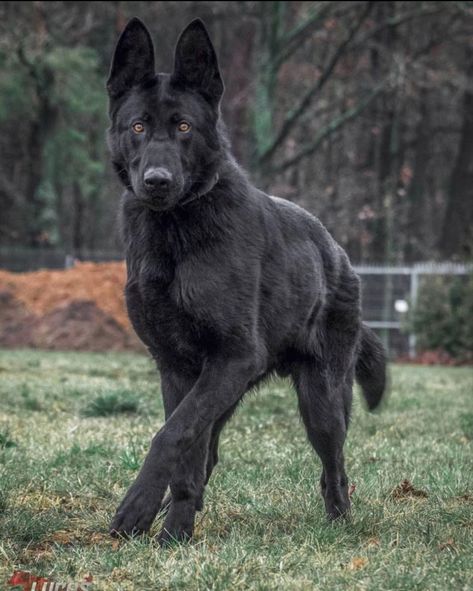 Coban, Black Belgian Malinois, Beauceron Dog, Malinois Puppies, Belgian Malinois Dog, Belgian Sheepdog, Malinois Dog, Black German Shepherd, Herding Dogs