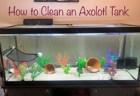 Axolotl Tank Ideas Diy, Axolotl Tank Ideas Aquarium, Axolotl Habitat, Axolotl Tank Ideas, Axolotl Care, Sugar Glider Baby, Axolotl Birthday, Axolotl Pet, Axolotl Tank