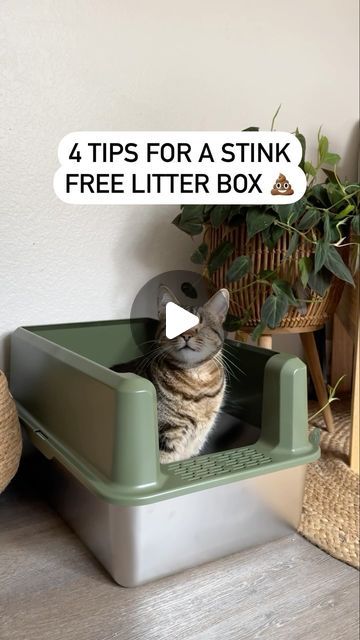 Chas | Plants and Pets 🪴🐾 on Instagram: "Keep your home smelling fresh with these 4 tips for a stink-free litter box! Sponsored by @naturallyfreshcatlitter 🌿 🐱 Opt for a stainless steel litter box. Unlike plastic they don’t absorb odor and can be much easier to clean. 🌰 Choose natural odor eliminators. Naturally Fresh litter, crafted from upcycled walnut shells, offers superior odor control without harsh perfumes. It’s gentle on your cat’s nose, eco-friendly, and highly absorbent, reducing litter changes. Upgrade today for a fresher, more sustainable litter box experience! 🪣 Clean the litter box monthly with hot water and vinegar. 🥩 Improve your cat’s diet with highly digestible options like raw food to reduce odor and 🚽 frequency. True story: I once had a sitter ask “where did all Cat Litter Cleaning Hacks, Where To Keep Litter Box Ideas, Where To Place Cat Litter, Where To Put A Litter Box Cats, Stainless Steel Cat Litter, Diy Cat Litter Box Ideas Mess Free, Litter Box Smell Hacks, Cat Litter Set Up, Diy Cat Litter Box Enclosure