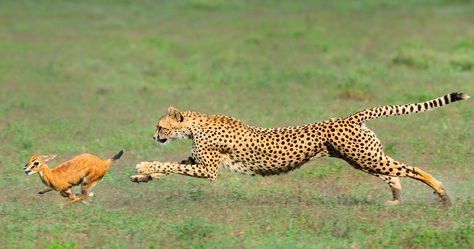 A cheetah closes in on a desperately running baby gazelle. Cheetahs, African Animals Photography, Africa Wildlife, Australian Animals, African Animals, Wildlife Animals, Cool Pets, Animals Of The World, Cat Photo