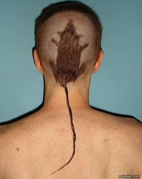 Shaved Animals, Rat Tail Haircut, Haircut Fails, Haircut Funny, Creative Haircuts, Half Shaved, Rat Tail, Bad Haircut, Haircut Designs