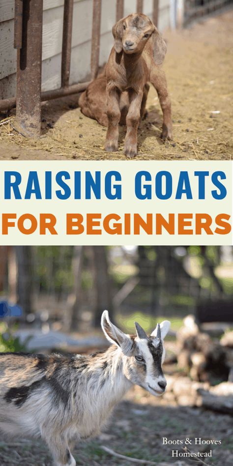 Goats Homestead, Goats For Beginners, Milk Goats, Goat Playground, Keeping Goats, Goat Pen, Goat Shelter, Mini Goats, Pet Goat