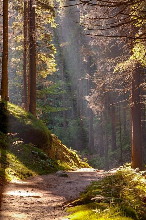 🇨🇿 Sunlight in the forest (Czech Republic) by skoeber cr. 숲 사진, Forest Photography, Forest Landscape, Autumn Forest, Pine Trees, Nature Aesthetic, Pretty Places, In The Forest, Fantasy Landscape