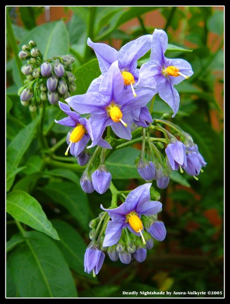 Deadly Nightshade Nightshade Flower Drawing, Nightshade Flower Tattoo, Deadly Nightshade Flower, Deadly Flowers, Potato Tattoo, Nightshade Flower, Poison Garden, Deadly Nightshade, Brick Patterns Patio