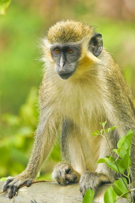 View the Barbados Green Monkey and other animals of Barbados at Totally Barbados. Barbados Painting, Golden Langur, Barbados Honeymoon, Green Monkey, Barbados Vacation, Vervet Monkey, Bridgetown Barbados, Saint Kitts, Tropical Painting