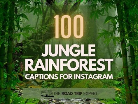 Enjoy this comprehensive list of jungle captions for Instagram. If you are exploring an exotic location this collection of rainforest captions is perfect! Jungle Quotes Wild, Jungle Captions For Instagram, Jungle Captions, Dark Jungle Aesthetic, Jungle Quotes, El Yunque Rainforest, Captions For Instagram, Photo Caption, Amazon Rainforest