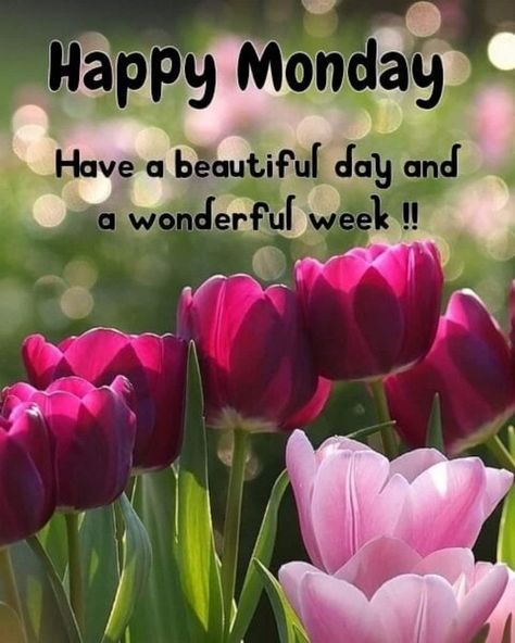 10 Powerful Monday Quotes And Sayings New Week Quotes, Sweet Quotes For Girlfriend, Good Morning Flower, Happy Monday Images, Good Morning Animals, Monday Greetings, Happy Monday Quotes, Happy Monday Morning, Good Morning Image