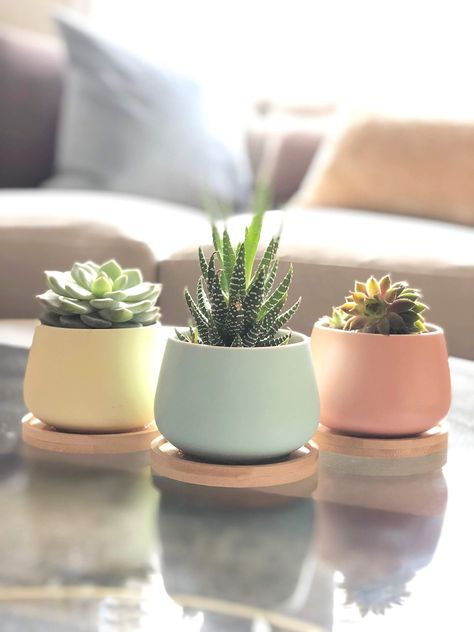 Tanaman Sukulen, Kaktus Dan Sukulen, Ceramic Succulent Pots, Tattoo Plant, Plant Pot Design, نباتات منزلية, Planting Pot, Small Patio Garden, Ceramic Succulent