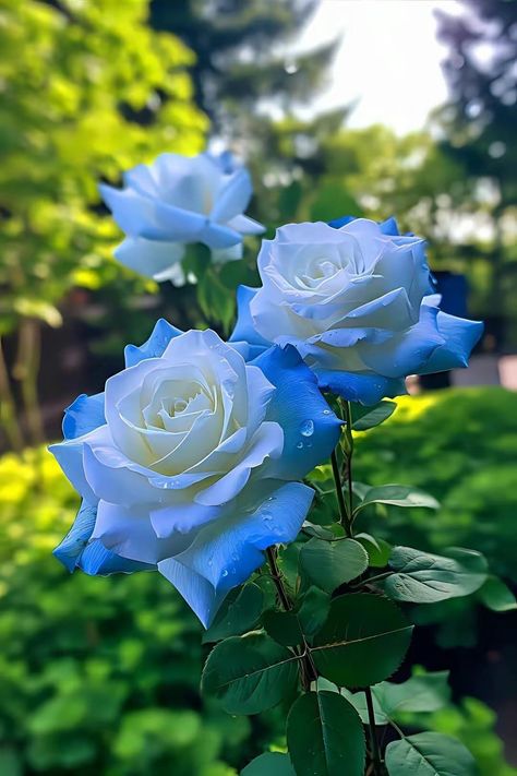 Lovely blue roses ~.~ Blue Rose Aesthetic, Blue Roses Aesthetic, Pretty Rose Flowers, Blue Rose Bouquet, Blue Roses Wallpaper, Light Blue Roses, Roses Art, Rose Flower Pictures, Love Roses