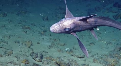 Gulf of Mexico explorers on board the E/V Nautilus released footage of this creepy chimaera, or ghost shark, they spotted in the deep near the Caribbean island of Grenada. Photo: Nautiluslive.org Nature, Ghost Shark, Vampire Squid, Dumbo Octopus, Black Ghost, Creepy Ghost, Silly Photos, Aquatic Life, Marine Conservation