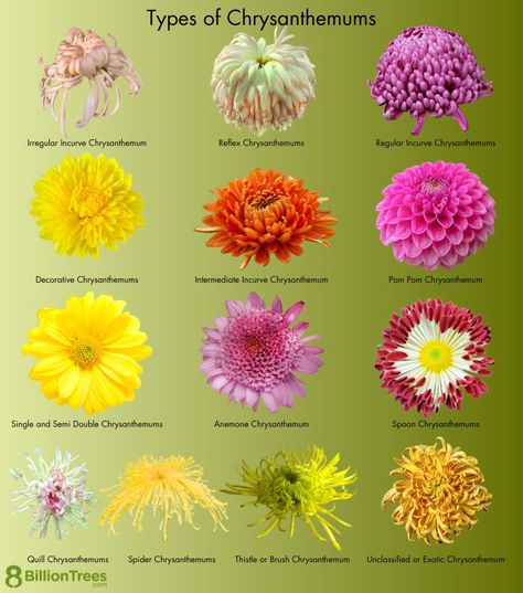 Chrysanthemum Flower Growing: How To Plant, Care, Plant Types of Mums Mums Flowers Bouquet, Crysthamum Flower, Chrisanthiums Flower, Chrysanthemum Colors, Chrysanthemum Flower Aesthetic, Chrysanthemum Flower Wedding, Chrysanthemum Flower Garden, Crysantenum Flower, Chrysanthemum Arrangement