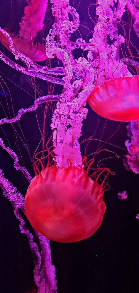 Wonders of Wildlife pink jellyfish Pink Jellyfish Wallpaper, Jellyfish Pictures, Free Spirit Art, Fish Background, Pink Jellyfish, Jelly Wallpaper, Underwater Painting, Jellyfish Art, Iphone Wallpaper Sky