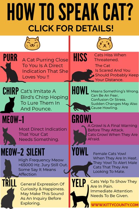 Cat Yowling, Cat Sounds, Katt Grejer, Mean Cat, Cat Info, Cat Body, Cat Language, Cat Purr, Cat Hacks