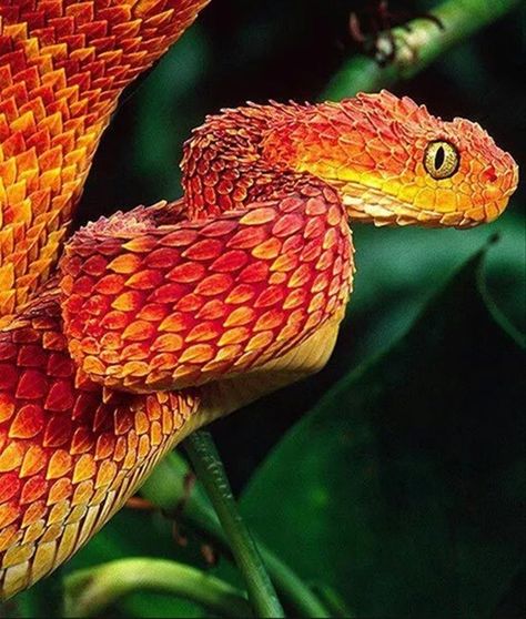 Bring Color To Your Day With These 18 Ridiculously Stunning Creatures Colorful Reptiles, African Bush Viper, Beaux Serpents, Bush Viper, Viper Snake, Snake Photos, Pretty Snakes, Colorful Snakes, Tato Lengan