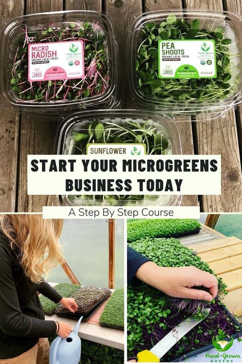 Permaculture, Microgreens Packaging, Microgreen Business, Microgreens Business, Microgreens Garden, How To Grow Microgreens, Grow Microgreens, Growing Sprouts, Growing Garden