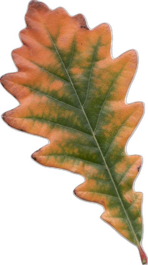 Guide to the Common Oak Tree: Identify an Oak by Leaf Shape