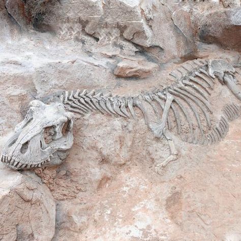 t-rex skeleton unearthed Dinosaur Fossil, Prehistoric Dinosaurs, Foto Langka, Dinosaur Skeleton, Ancient Animals, Paleo Art, Extinct Animals, Dinosaur Fossils, Jurassic Park World