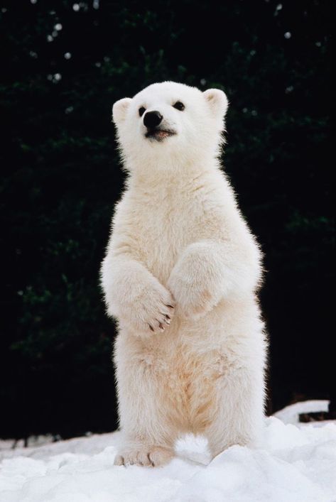 Baby Polar Bears Polar Bears, Nosara, Urs Polar, Regnul Animal, Baby Polar Bears, Cele Mai Drăguțe Animale, Animale Rare, Bear Cub, Bear Cubs