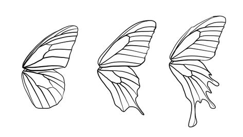 How to Draw Animals: Butterflies, Their Anatomy and Wing Patterns Butterfly Wing Outline, Butterfly Wing Shapes, Fairy Wings Pattern, Butterfly Graphic Design, Fairy Wings Drawing, Closed Wings, Butterfly Wing Tattoo, Drawn Butterfly, Diy Fairy Wings