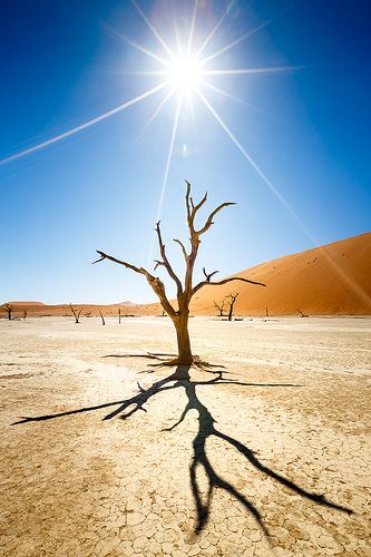 Chiaroscuro, Desert Trees, Color Theory Art, Deserts Of The World, Africa Photography, Photography Assignments, Namib Desert, Desert Life, Islamic Paintings