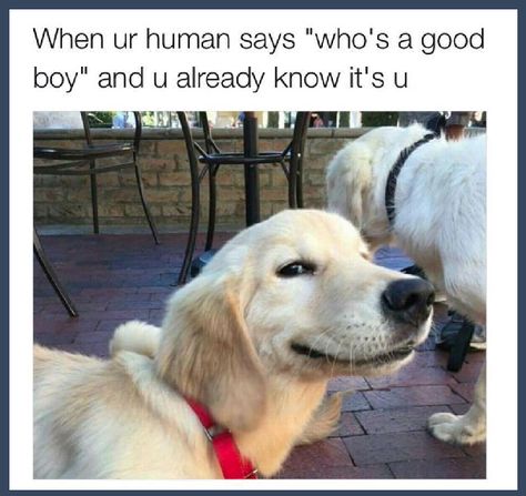 17 Uplifting And Pure Images Guaranteed To Make You Smile Dog Quotes, Animal Jokes, Cute Dog Memes, Dog Jokes, Funny Dog Memes, Funny Animal Jokes, Memes Humor, Funny Animal Memes, Dog Memes