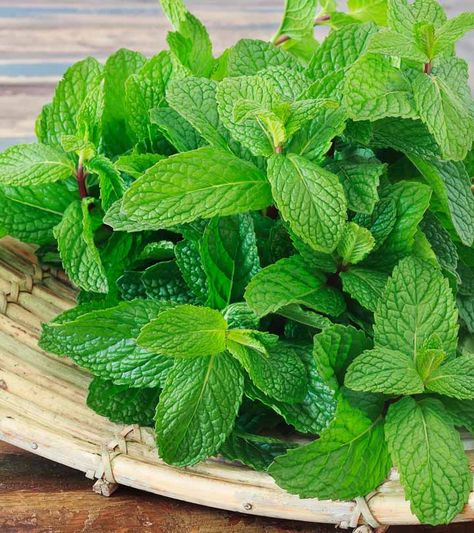 Antioxidants Benefits Skin, Vitamin C Foods, Herb Plants, Lotus Flower Pictures, Anti Oxidant Foods, Mint Leaf, Skin Care Benefits, Mint Plants, How To Make Pesto