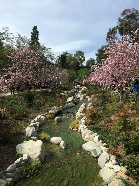 Japanese Friendship Garden in Balboa Park during the Cherry Blossom Festival. Japanese Cherry Blossom Garden, Cherry Blossom Garden, Anime Bedroom Ideas, Anime Bedroom, Blossom Garden, Asian Garden, Cherry Blossom Festival, Balboa Park, Japanese Cherry Blossom