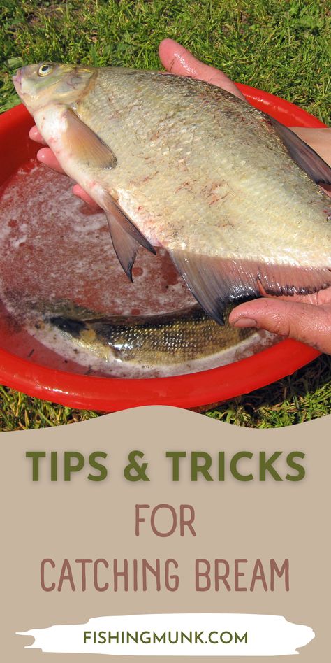 Discover some of our tips and tricks for catching bream. This species of fish is an easy target and catch. It’s not fussy in terms of bait, plus it can be caught using various methods. Trophy bream can be found in waters where boat access is hard or totally non-existent. A belly boat will help in this situation. Fishing, Fish, Fishing Tips, Bream Fishing Tips, Fishing Techniques, Outdoor Fun, Tips And Tricks, You Must, Target