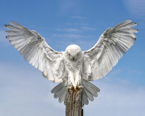 Snowy Owl Tattoo, Owl Landing, Arctic Owl, Lance Pierre, Owl Wings, Wings Drawing, Owl Tattoo Design, Snow Owl, Owl Photos