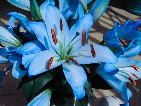 Blue Lily Flower, Lilium Flower, Lily Seeds, Easy Flower Drawings, Paper Flower Patterns, Bonsai Seeds, Flower Perfume, Flowers Instagram, Blue Lily