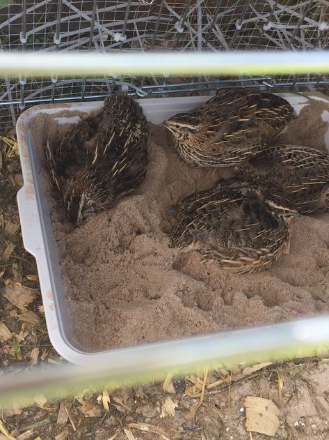 Dust Bath For Quail, Quail Dust Bath Ideas, Quail And Chicken Coop, Diy Quail Nesting Boxes, Easy Quail Coop, Quail Enrichment, Diy Quail Feeder, Quail Feeders Diy, Quail Dust Bath