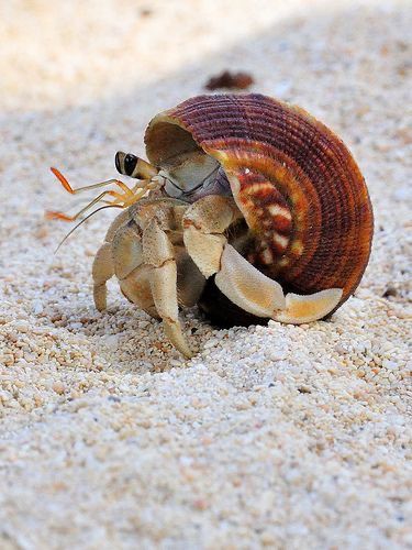 Hermit Crab Shells, Crab Art, Crab Shells, Hermit Crabs, Crab And Lobster, Tortoise Shell Cat, Interesting Animals, Underwater Life, Hermit Crab