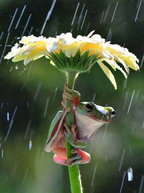 Tree Frogs, Frog Pictures, Frog Tattoos, Animal Education, Cute Fantasy Creatures, Sporting Dogs, Foto Art, Cute Wild Animals, Cute Frogs
