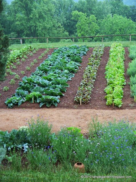 Pictures Of Vegetable Gardens, Garden Rows, Farm Dream, Plantarea Legumelor, Colonial Garden, Deer Proof, Tanaman Indoor, Garden Layout Vegetable, Ultimate Kitchen