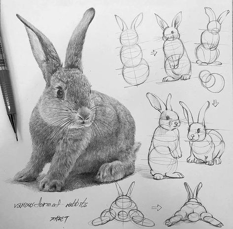 Anatomy Animals Study, Maus Illustration, Bunny Sketches, Realistic Animal Drawings, Lapin Art, Rabbit Drawing, Animal Drawings Sketches, Bunny Painting, Bunny Drawing