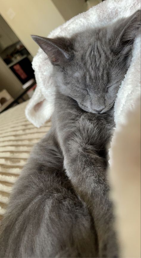 #domesticblue #rescue #kitty #sleeping #russianblue #gray #cats #catsofinstagram #andie #cuddly Gray Tuxedo Cat, Grey And White Cats, Fluffy Gray Cat, Cute Grey Kitten, Grey Cat Wallpaper, Cats Gray, Kitty Sleeping, Cats Grey, Sleep Cat