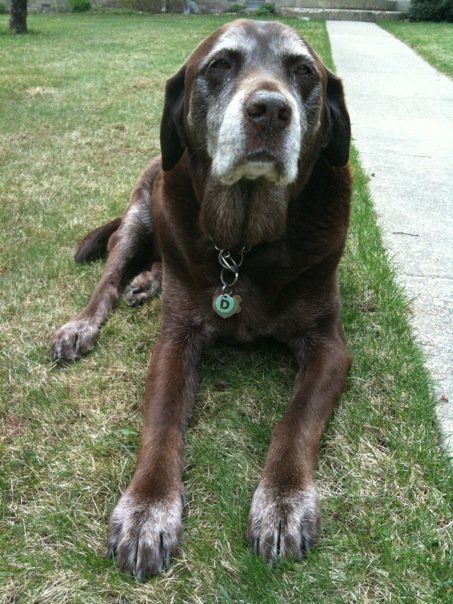 Pick a dog breed that looks cute old! Old Dog Aesthetic, Seeds And Nuts, Elderly Dogs, Blue Feathers, Old Dog, Senior Dogs, Animal Sanctuary, Older Dogs, Sweet Dogs