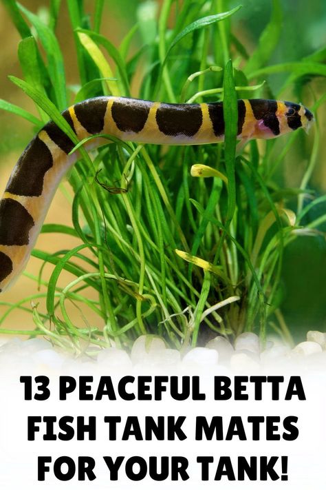 Dive into the fascinating world of betta fish companionship with our informative blog post on betta fish tank mates. Uncover which fish are the most compatible with bettas and how to ensure a successful cohabitation. Visit our blog to explore and enhance your aquarium experience! Black Orchid Betta Fish, Fish Compatible With Betta, Betta Fish Tank 10 Gallon, Beta Tank Mates, Betta Fish Tank Ideas Plants, How To Set Up A Fish Tank, Betta Fish Setup, Betta Fish Terrarium, Small Aquarium Fish