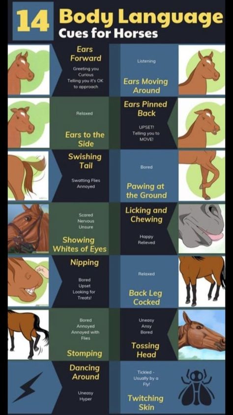 Horse Care Chart, Horse Body Language, Horse Care For Beginners, Horse Psychology, Toys For Horses, Equestrian Tips, Horse Training Ground Work, Horse Knowledge, Horse Age
